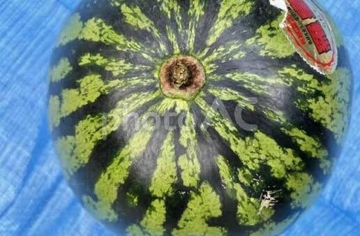 道上塾長の昔話218〜断髪式