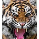 道上塾長の昔話54〜猛獣の気配を放つ先輩