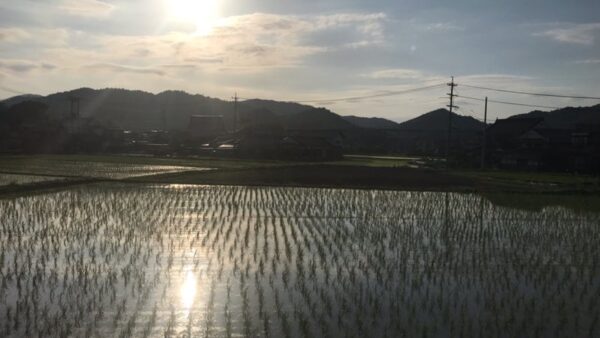 田植え時期