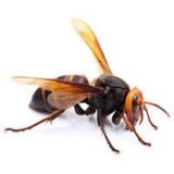 虫はセメントの匂いが好き？