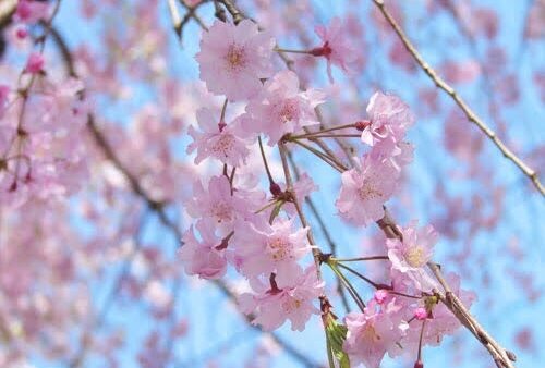 桜色