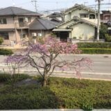 桜満開