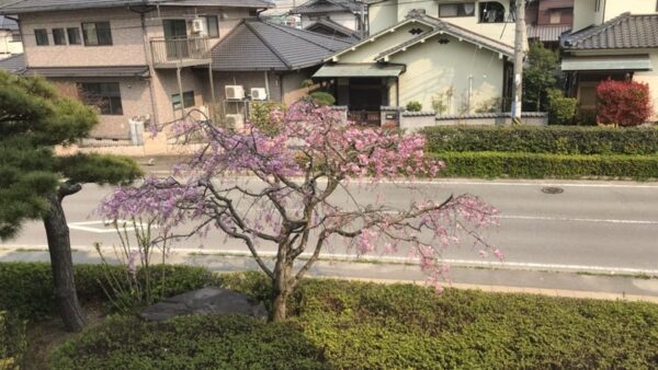 桜満開
